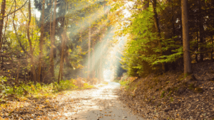 The Anointed Path: Your Journey to Purpose, Growth, and Transformation
