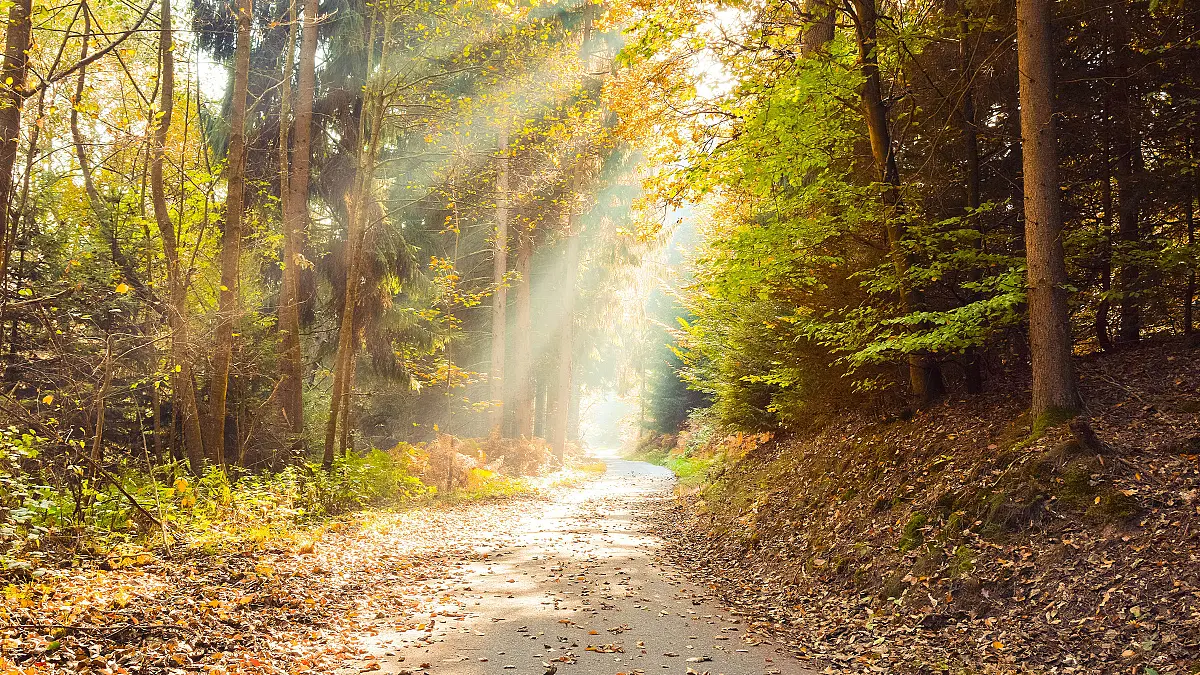The Anointed Path: Your Journey to Purpose The Anointed Path: Your Journey to Purpose, Growth, and Transformation